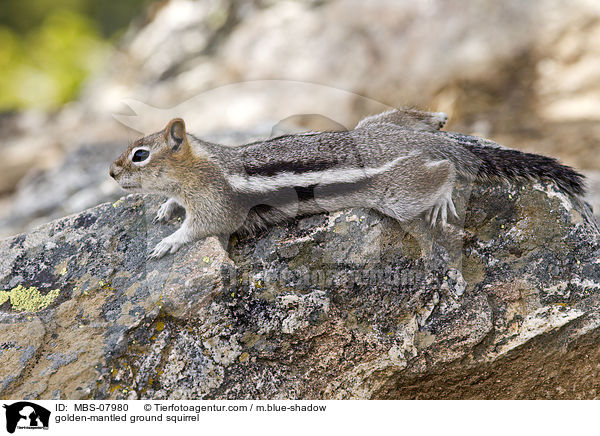 Goldmantel-Ziesel / golden-mantled ground squirrel / MBS-07980