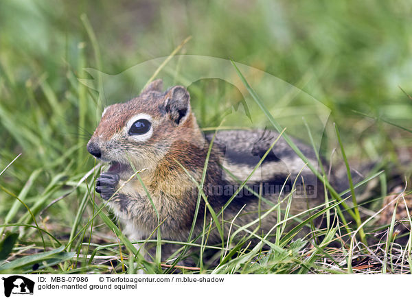 Goldmantel-Ziesel / golden-mantled ground squirrel / MBS-07986
