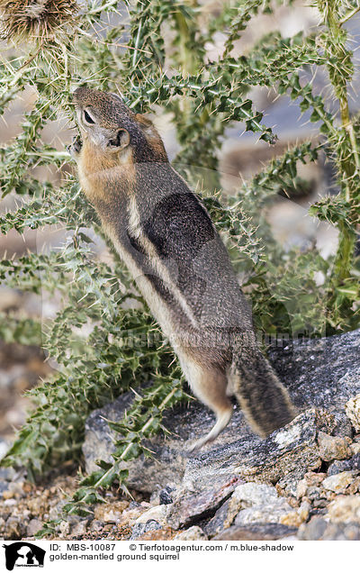 Goldmantel-Ziesel / golden-mantled ground squirrel / MBS-10087