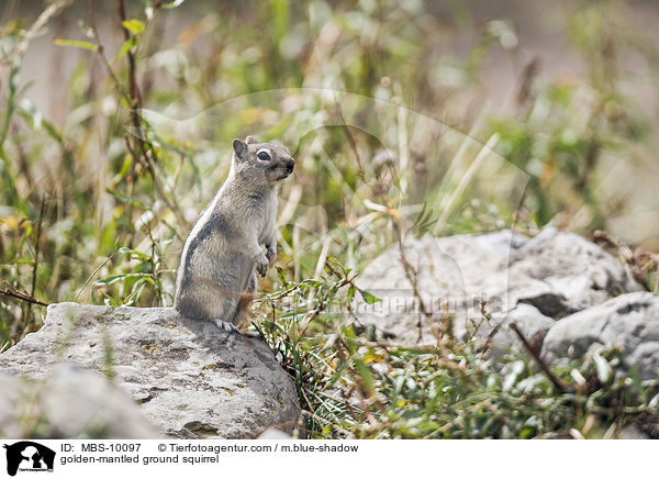 Goldmantel-Ziesel / golden-mantled ground squirrel / MBS-10097