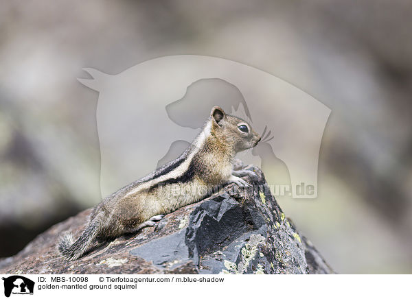 Goldmantel-Ziesel / golden-mantled ground squirrel / MBS-10098
