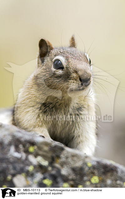Goldmantel-Ziesel / golden-mantled ground squirrel / MBS-10113