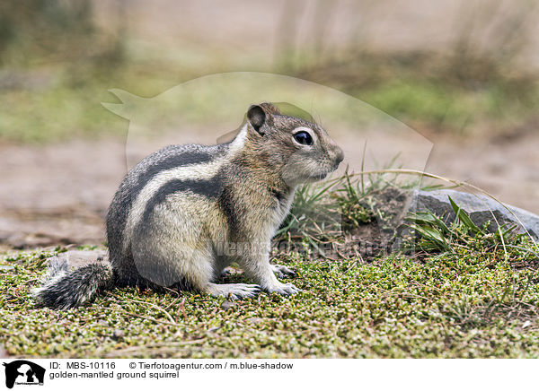 Goldmantel-Ziesel / golden-mantled ground squirrel / MBS-10116