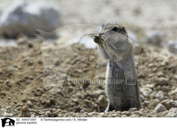 Erdhrnchen / ground squirrel / AW-01097