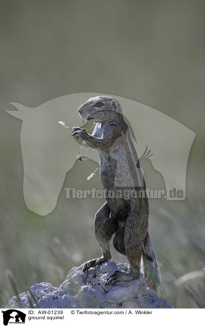 Erdhrnchen / ground squirrel / AW-01239