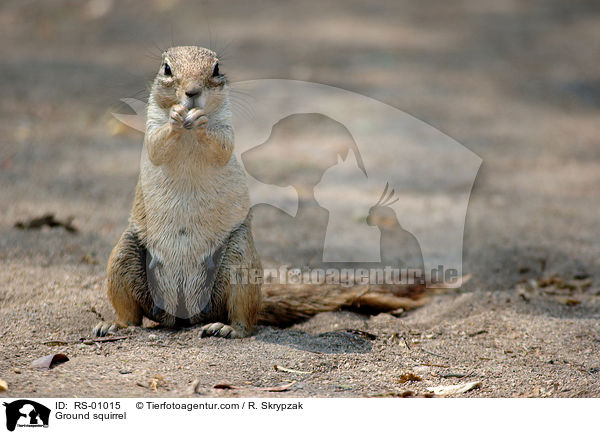 Ground squirrel / RS-01015
