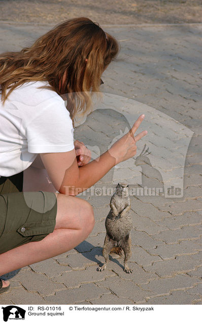 Erdhrnchen / Ground squirrel / RS-01016