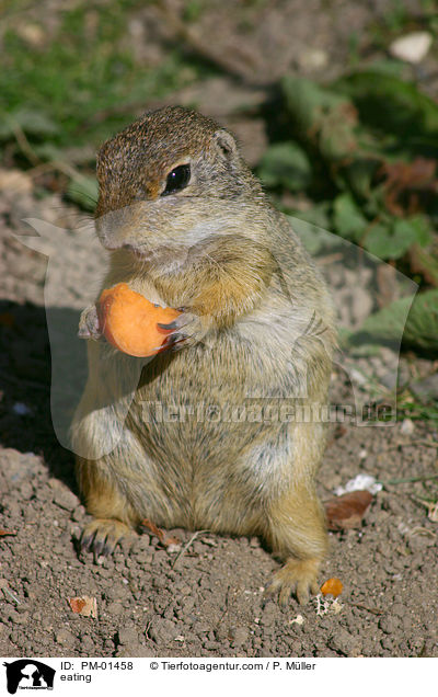 eating / PM-01458