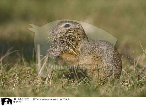 Ziesel / gopher / AT-01375