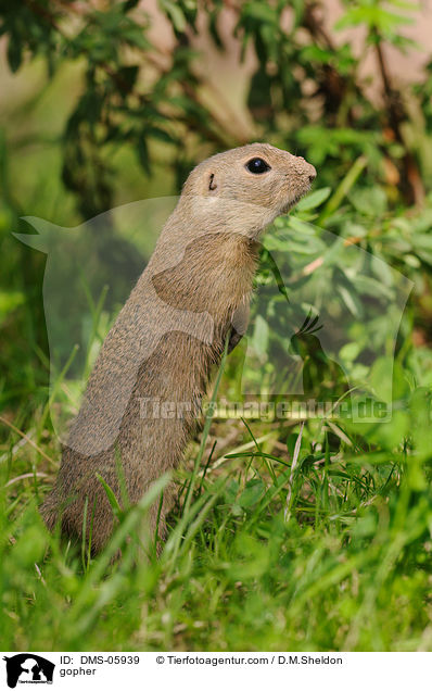 Ziesel / gopher / DMS-05939