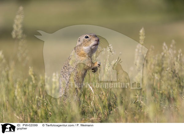 Ziesel / gopher / PW-02099