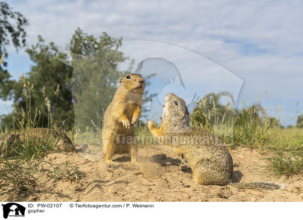 Ziesel / gopher / PW-02107