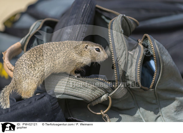 Ziesel / gopher / PW-02121