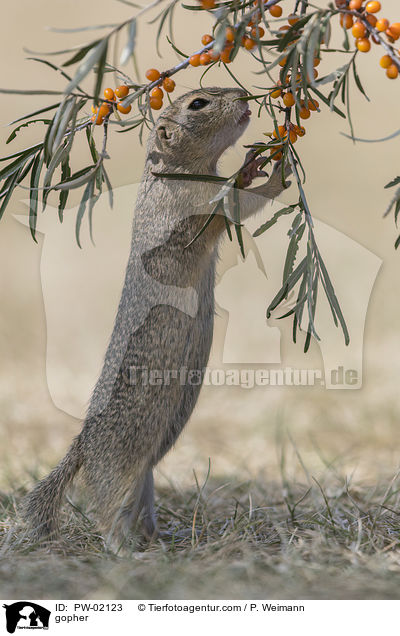 Ziesel / gopher / PW-02123