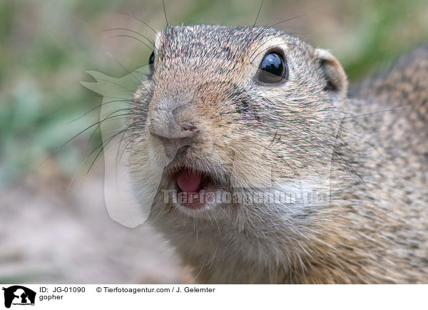 Ziesel / gopher / JG-01090
