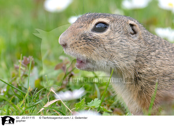 Ziesel / gopher / JG-01115