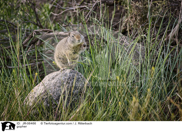 Ziesel / gopher / JR-06466