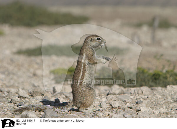 Erdhrnchen / gopher / JM-18017