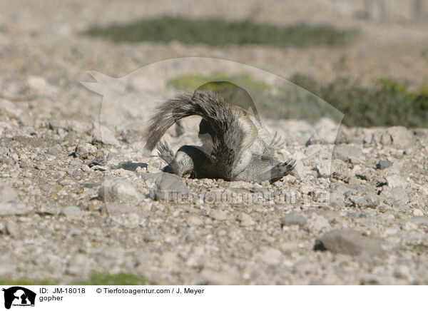 Erdhrnchen / gopher / JM-18018