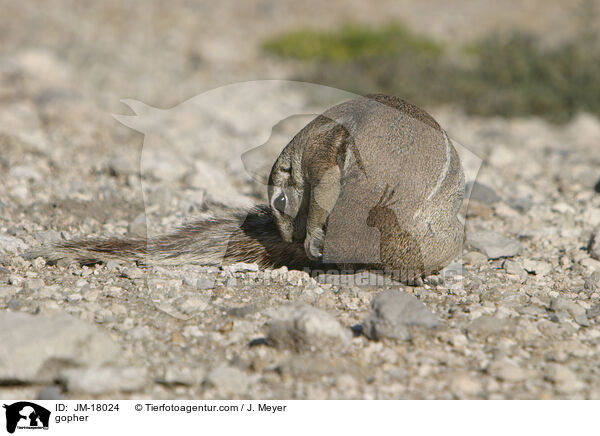 Erdhrnchen / gopher / JM-18024