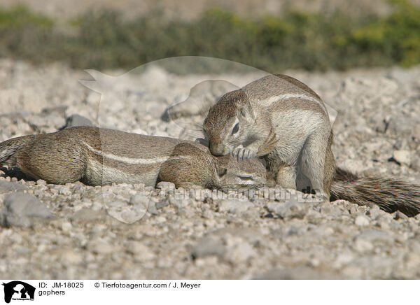 Erdhrnchen / gophers / JM-18025