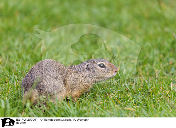 Ziesel / gopher / PW-20006
