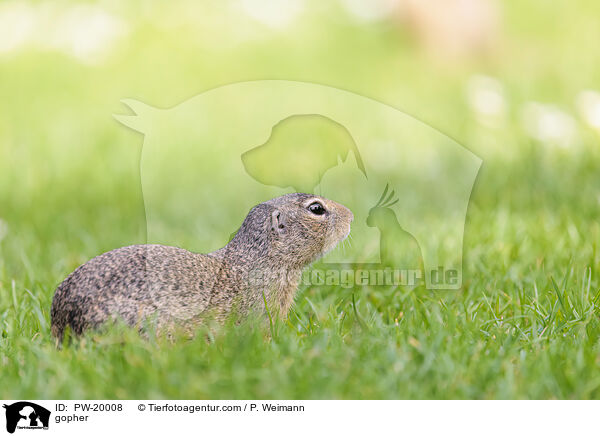 Ziesel / gopher / PW-20008