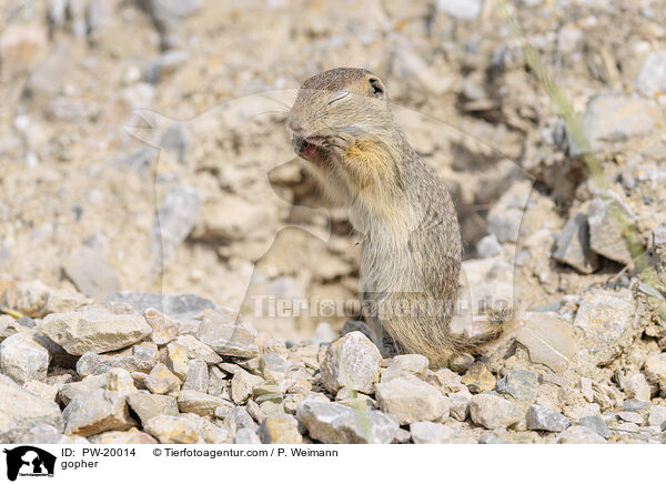 Ziesel / gopher / PW-20014