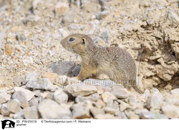 Ziesel / gopher / PW-20019