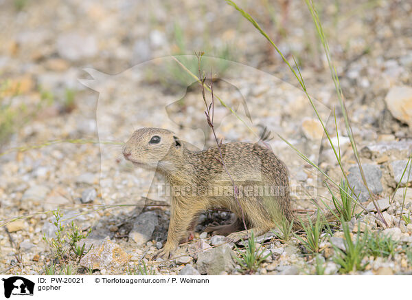 Ziesel / gopher / PW-20021
