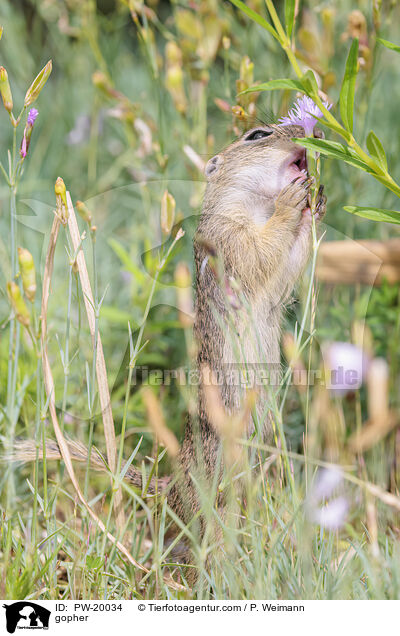 Ziesel / gopher / PW-20034