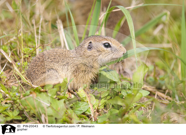 Ziesel / gopher / PW-20043
