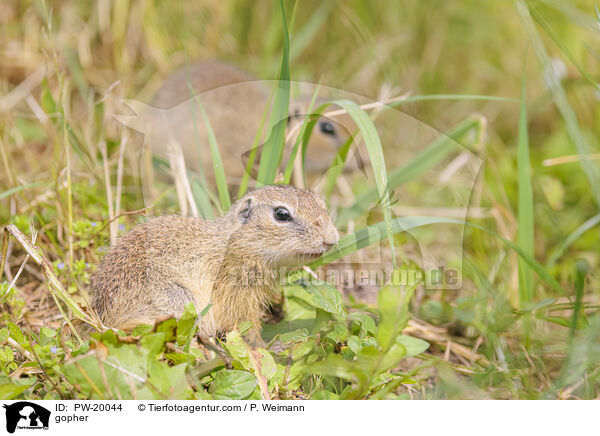 Ziesel / gopher / PW-20044