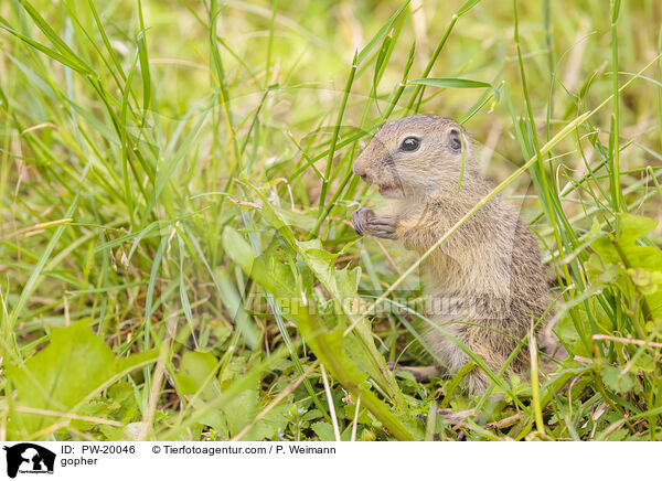 Ziesel / gopher / PW-20046