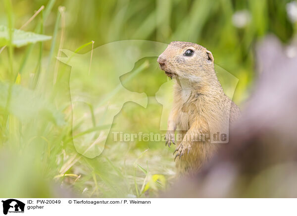 Ziesel / gopher / PW-20049
