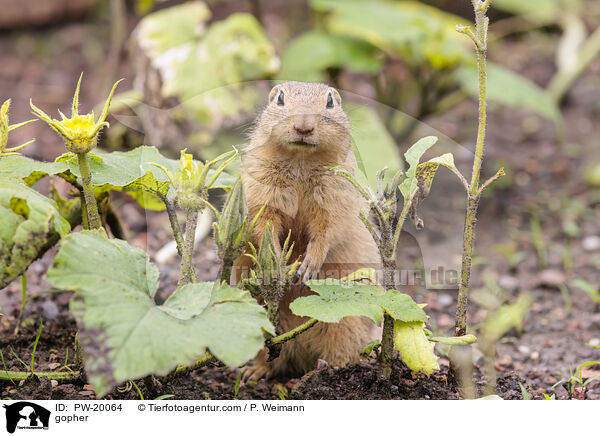 Ziesel / gopher / PW-20064