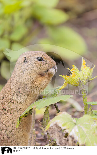 Ziesel / gopher / PW-20067