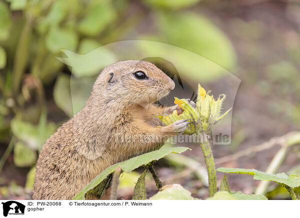 Ziesel / gopher / PW-20068