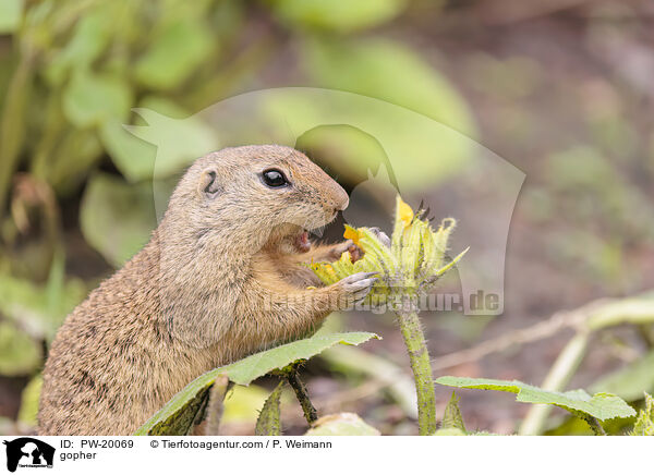 Ziesel / gopher / PW-20069