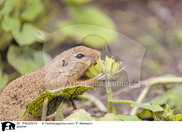 Ziesel / gopher / PW-20070
