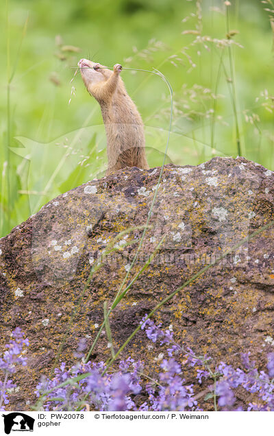 Ziesel / gopher / PW-20078