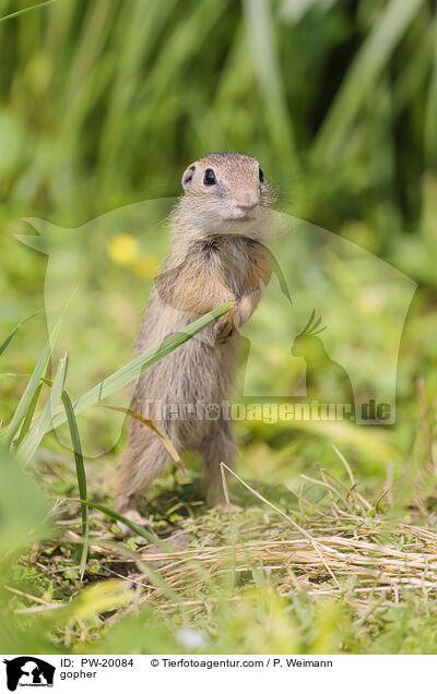 Ziesel / gopher / PW-20084