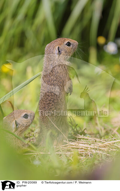 Ziesel / gopher / PW-20089