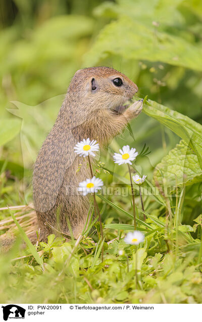 Ziesel / gopher / PW-20091