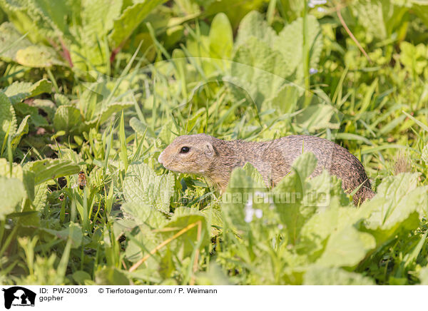 Ziesel / gopher / PW-20093