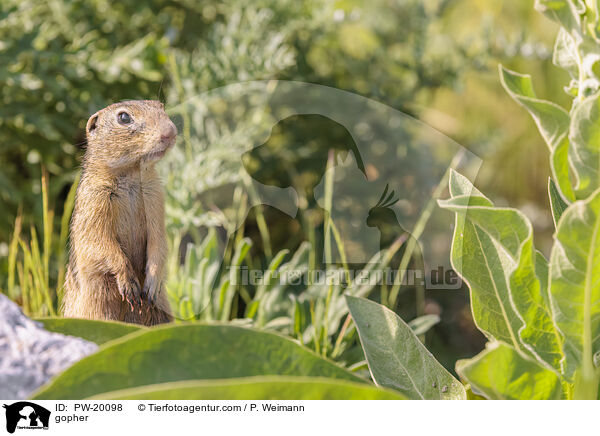 Ziesel / gopher / PW-20098