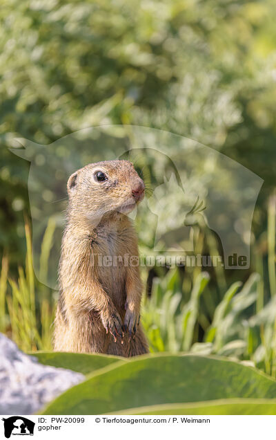 Ziesel / gopher / PW-20099