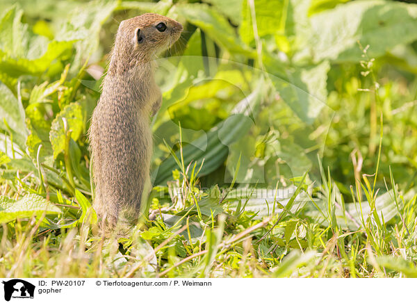 Ziesel / gopher / PW-20107