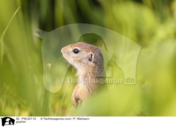 Ziesel / gopher / PW-20110