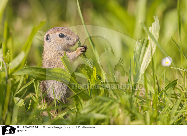 Ziesel / gopher / PW-20114
